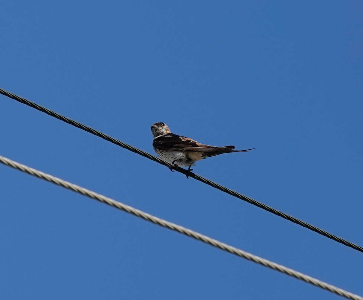 Red-rumped Swallow - ML614472201