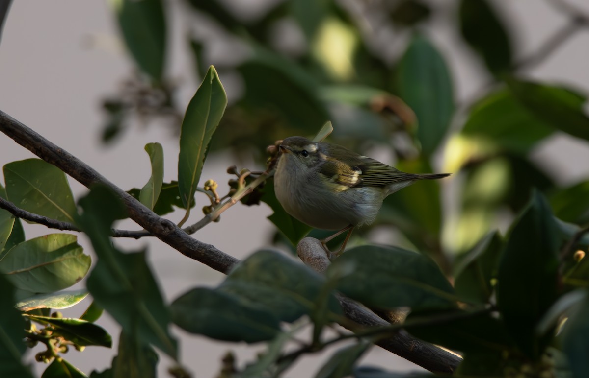 Yellow-browed Warbler - ML614472208