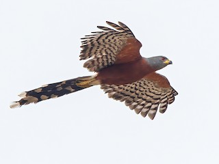  - Long-tailed Hawk