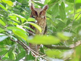  - Maned Owl