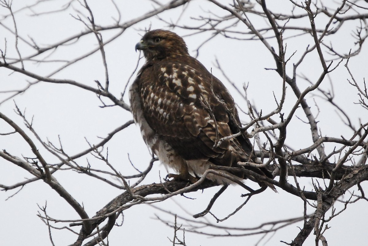 Red-tailed Hawk - ML614472397
