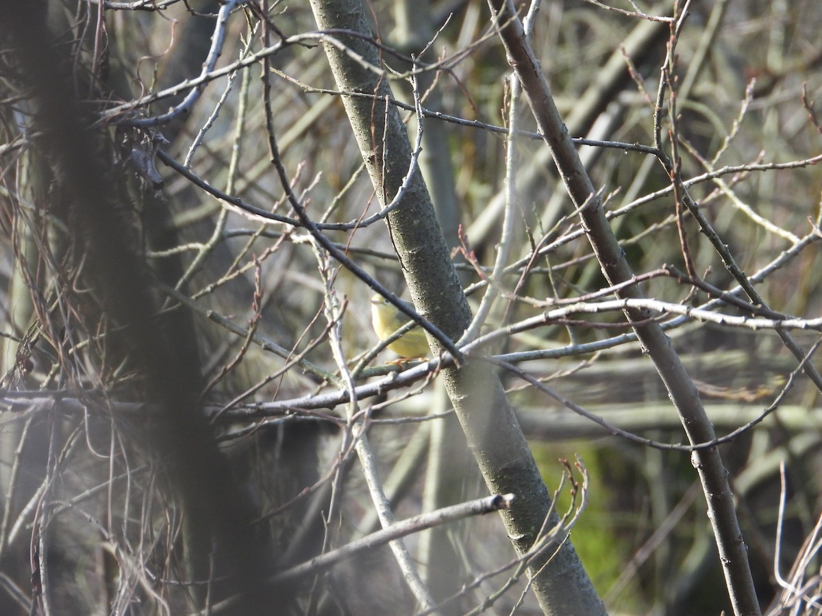 Yellow Warbler (Northern) - ML614472450