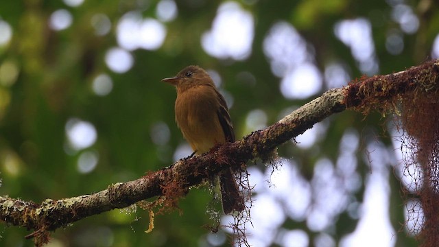 Ochraceous Pewee - ML614472469