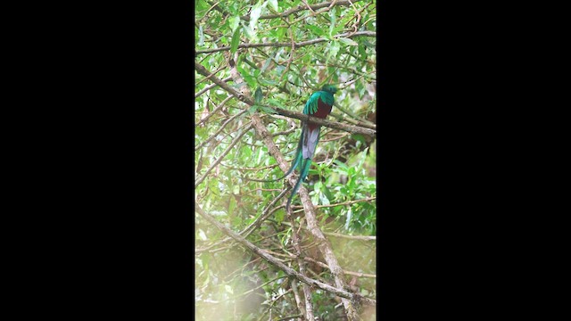 Quetzal resplendissant - ML614472496
