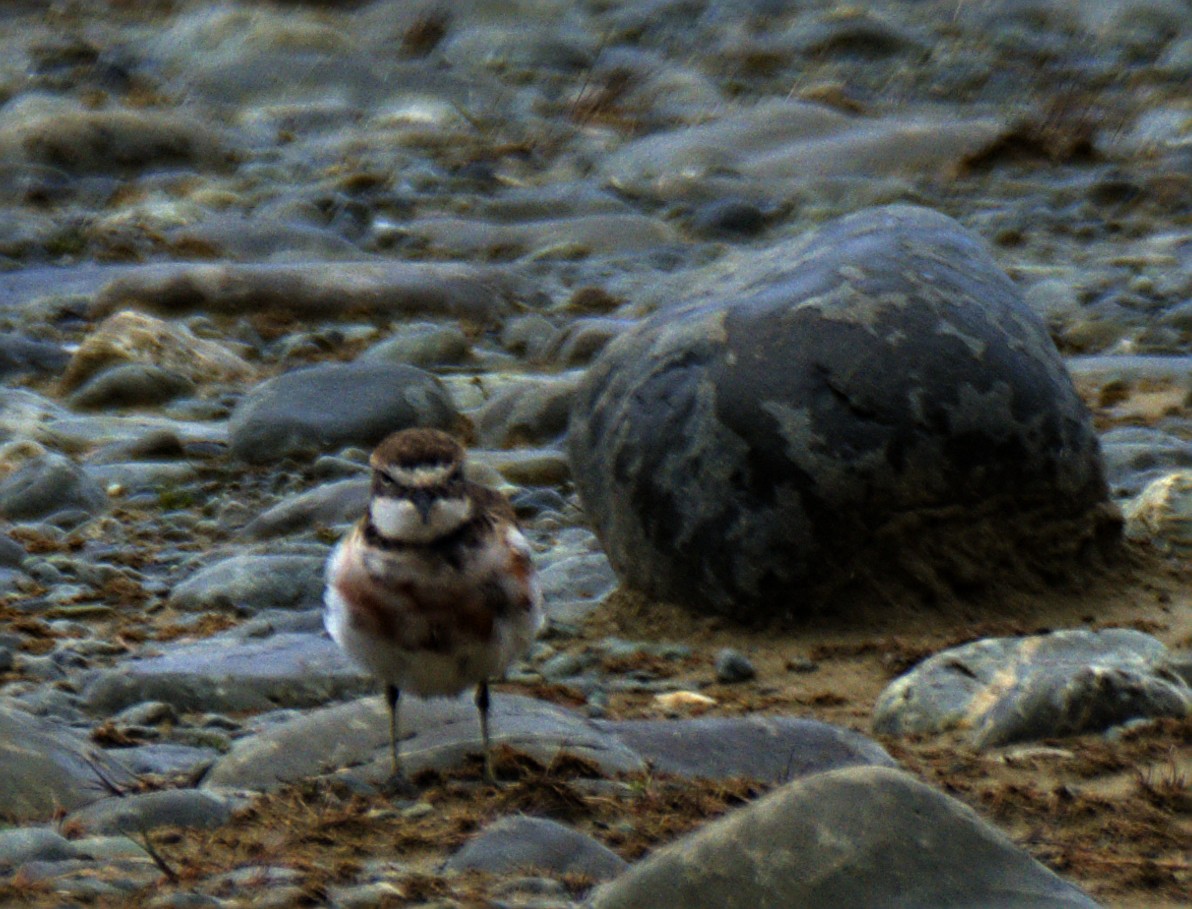 Double-banded Plover - ML614472542