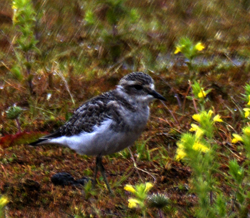 Double-banded Plover - ML614472546
