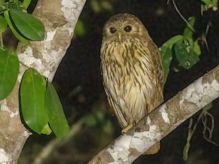  - Vermiculated Fishing-Owl