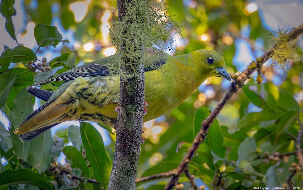 Wedge-tailed Green-Pigeon - ML614472900