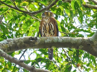  - Red-chested Owlet