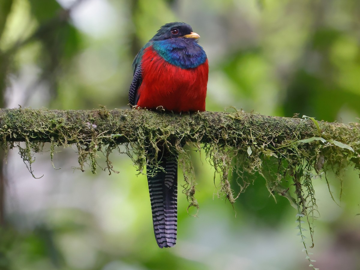 Bar-tailed Trogon - Apaloderma vittatum - Birds of the World