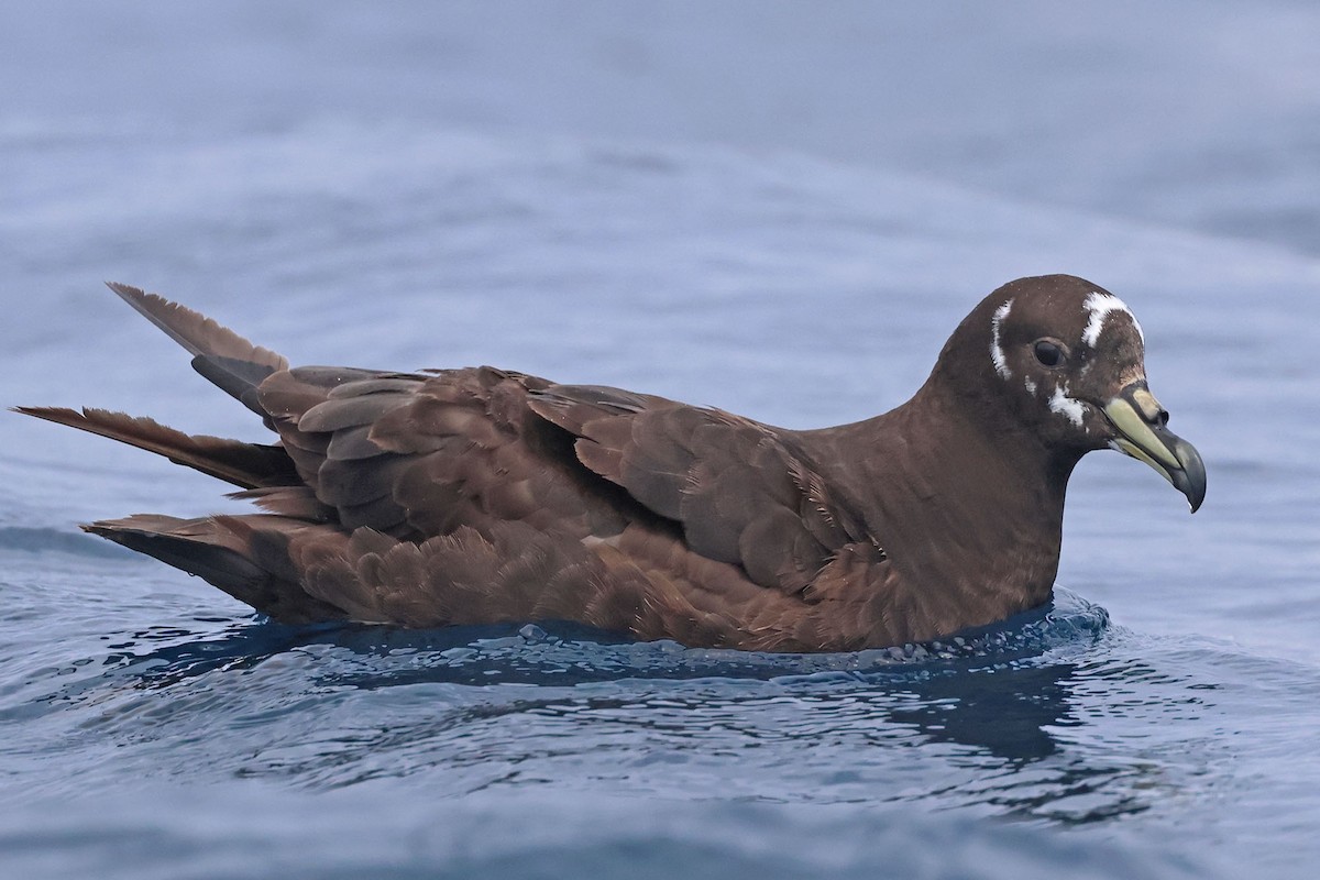Spectacled Petrel - ML614473055