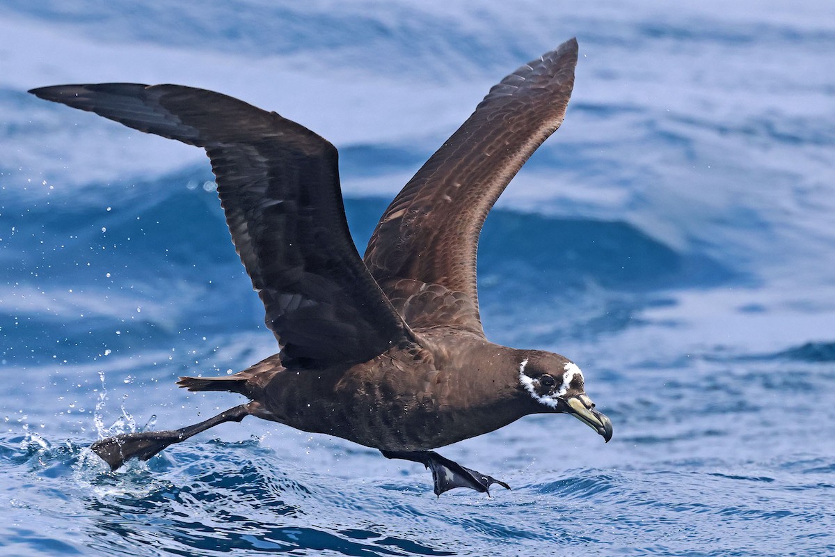 Spectacled Petrel - ML614473056
