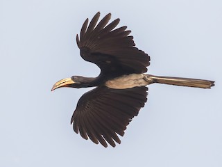  - Congo Pied Hornbill