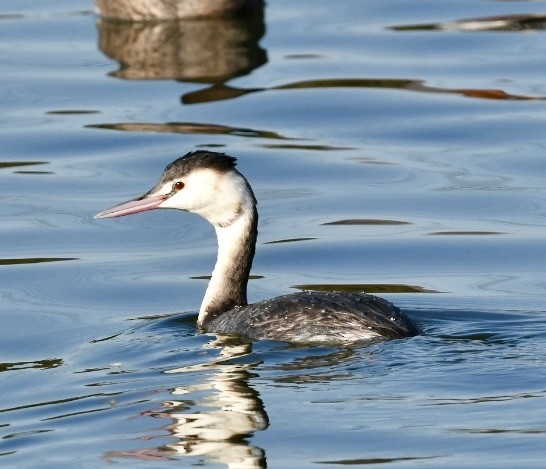 Great Crested Grebe - Emilie Strauss
