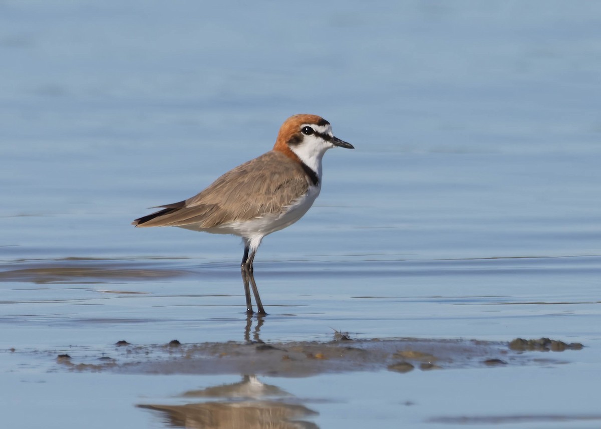 Red-capped Plover - ML614473441
