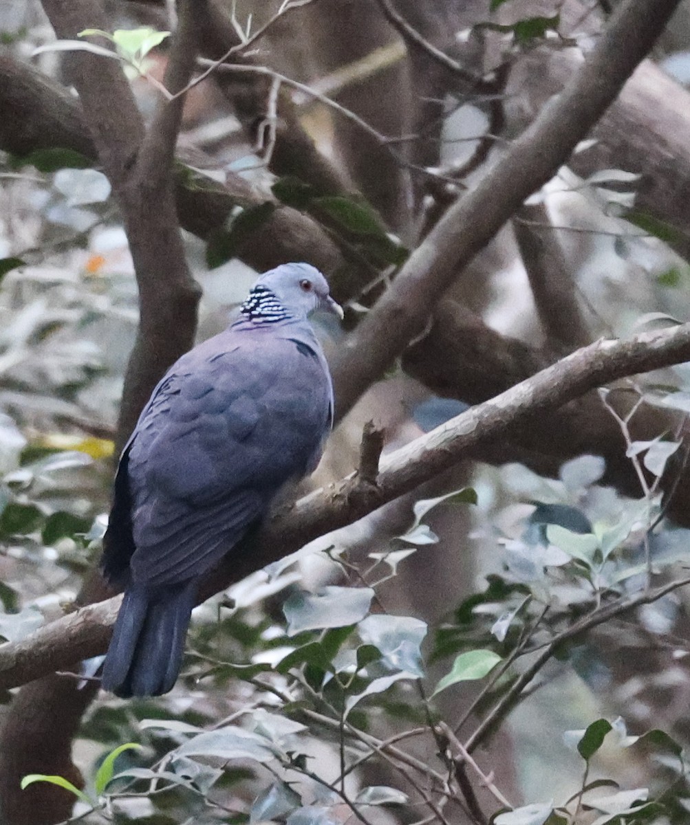 Nilgiri Wood-Pigeon - ML614473570