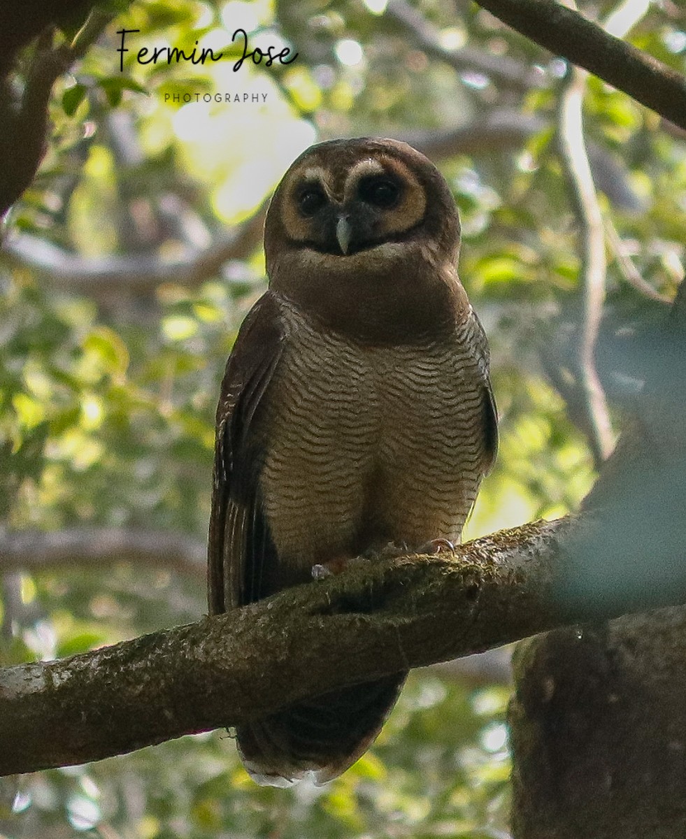 Brown Wood-Owl - ML614473580
