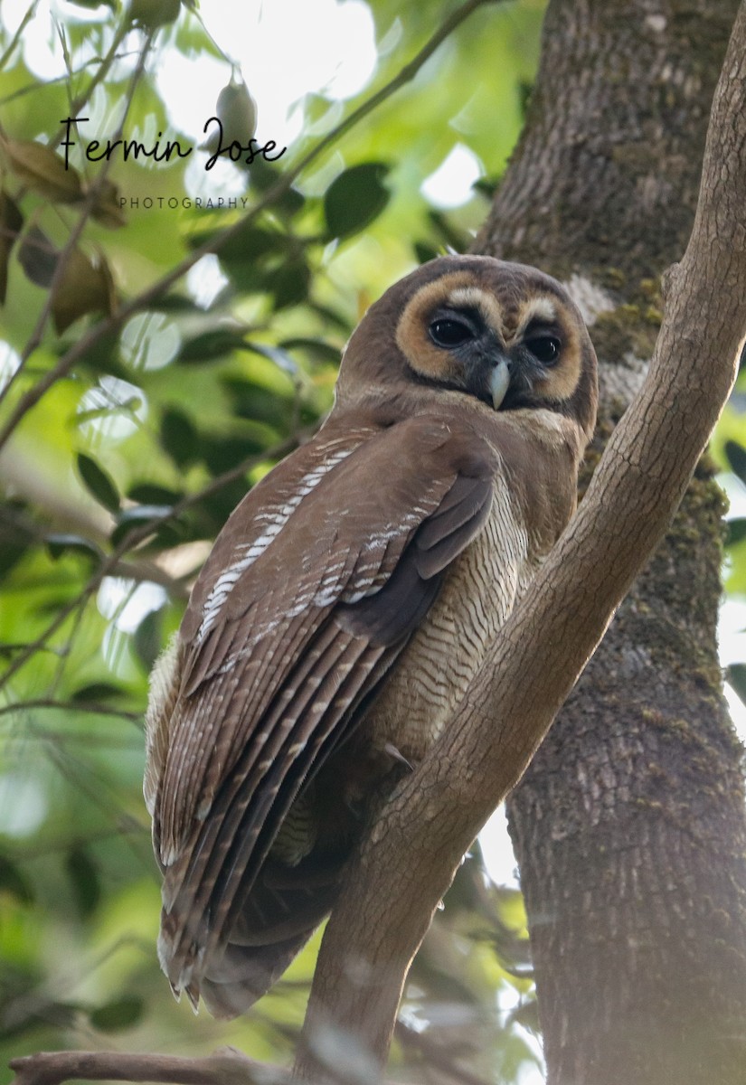 Brown Wood-Owl - ML614473581