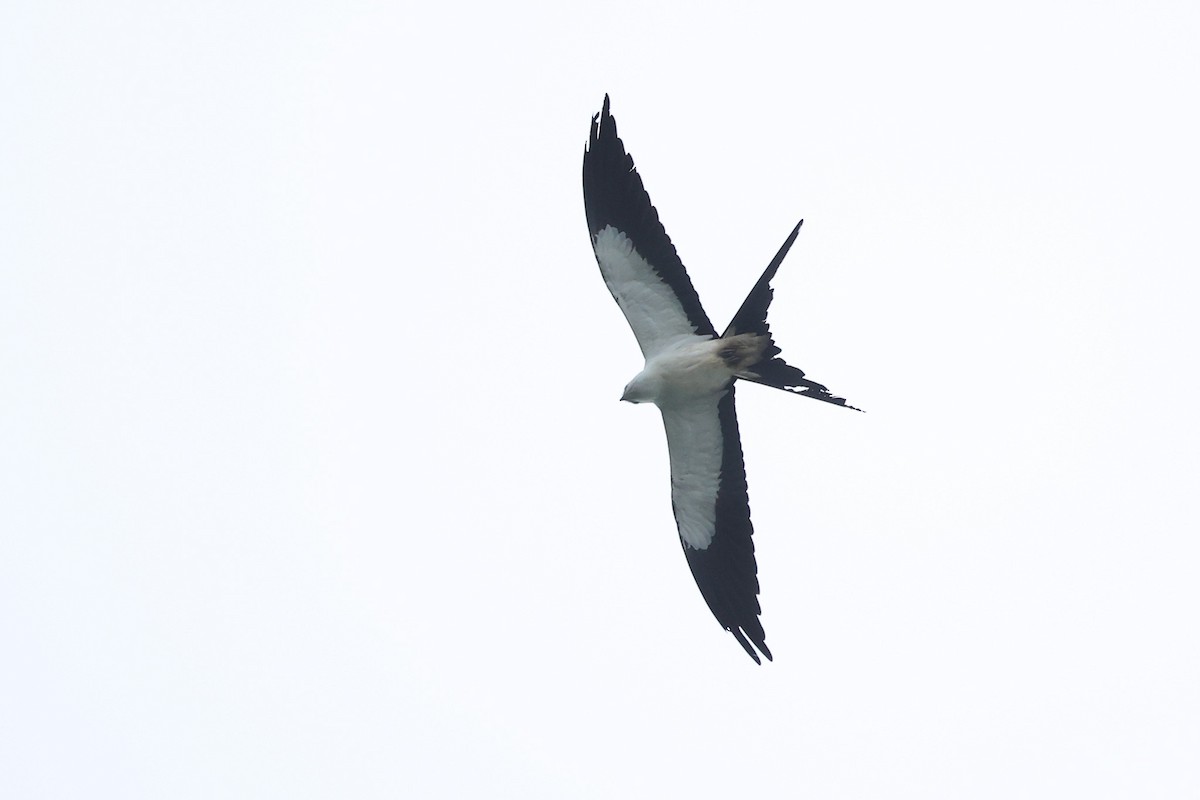 Swallow-tailed Kite - ML614474299