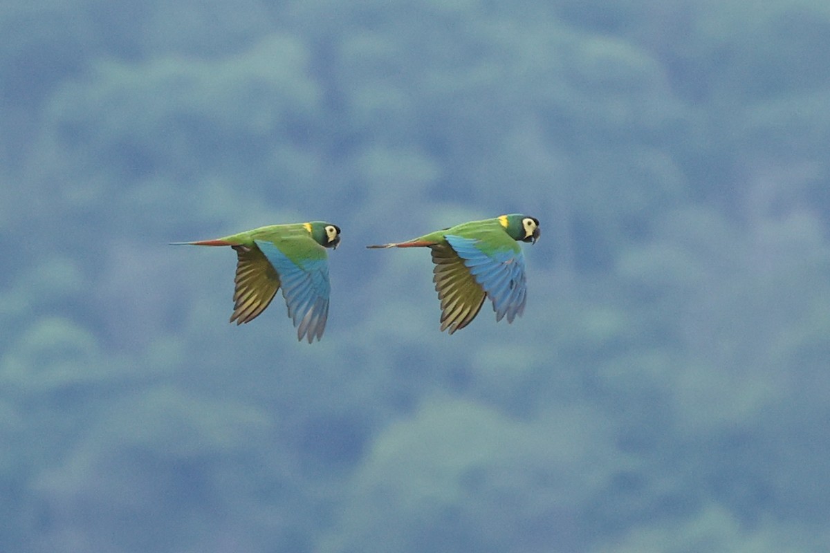 Yellow-collared Macaw - ML614474490