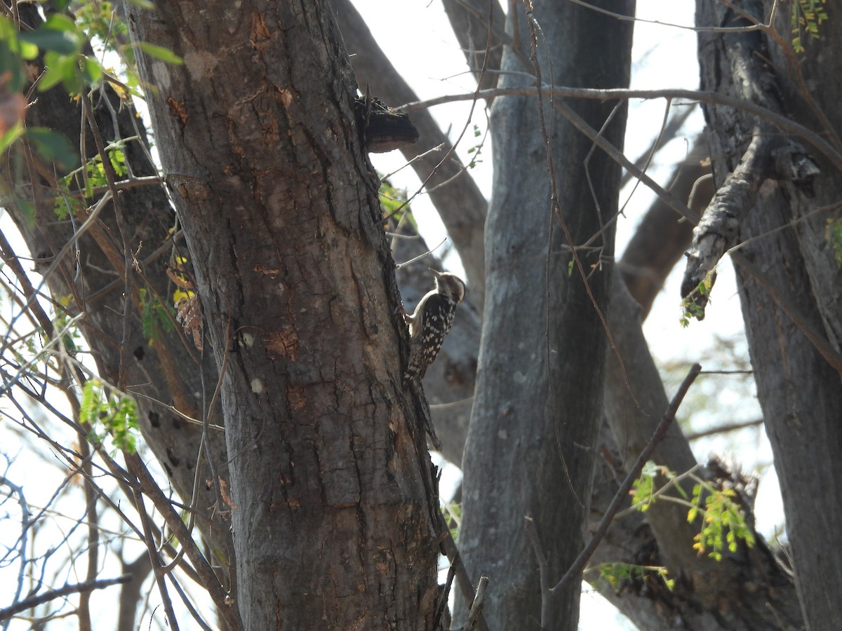 Brown-capped Pygmy Woodpecker - ML614474807