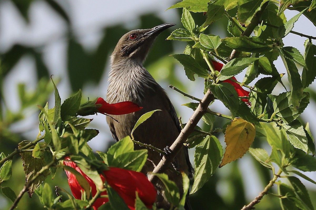 New Caledonian Friarbird - ML614474808