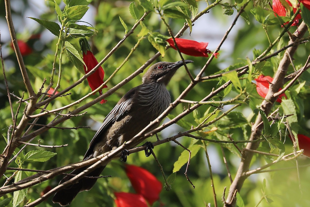 New Caledonian Friarbird - ML614474809