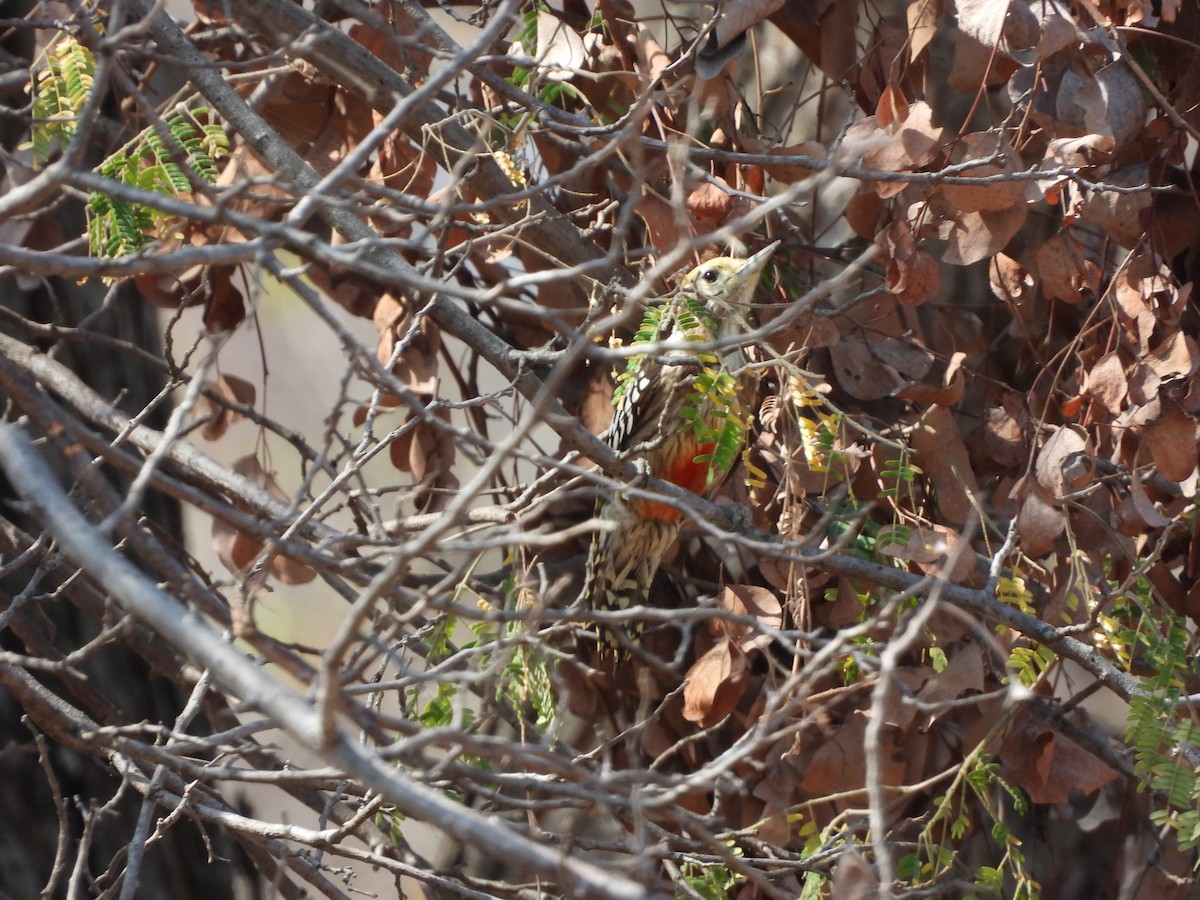 Yellow-crowned Woodpecker - ML614474895