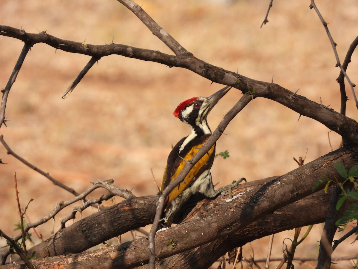 White-naped Woodpecker - ML614475002