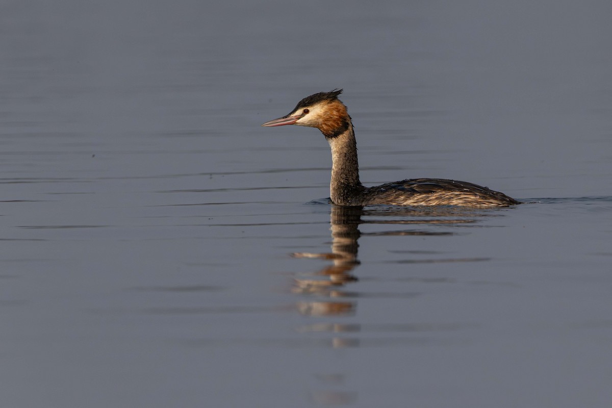 Great Crested Grebe - ML614475081