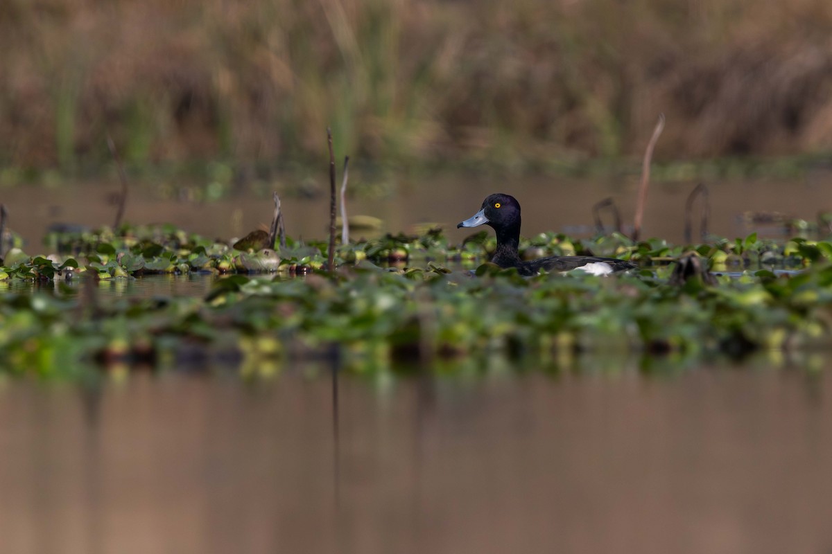 Tufted Duck - ML614475082
