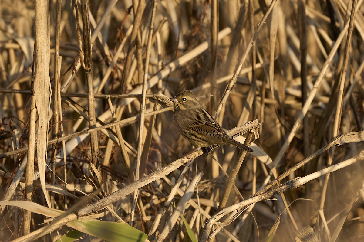 Black-faced/Masked Bunting - ML614475141