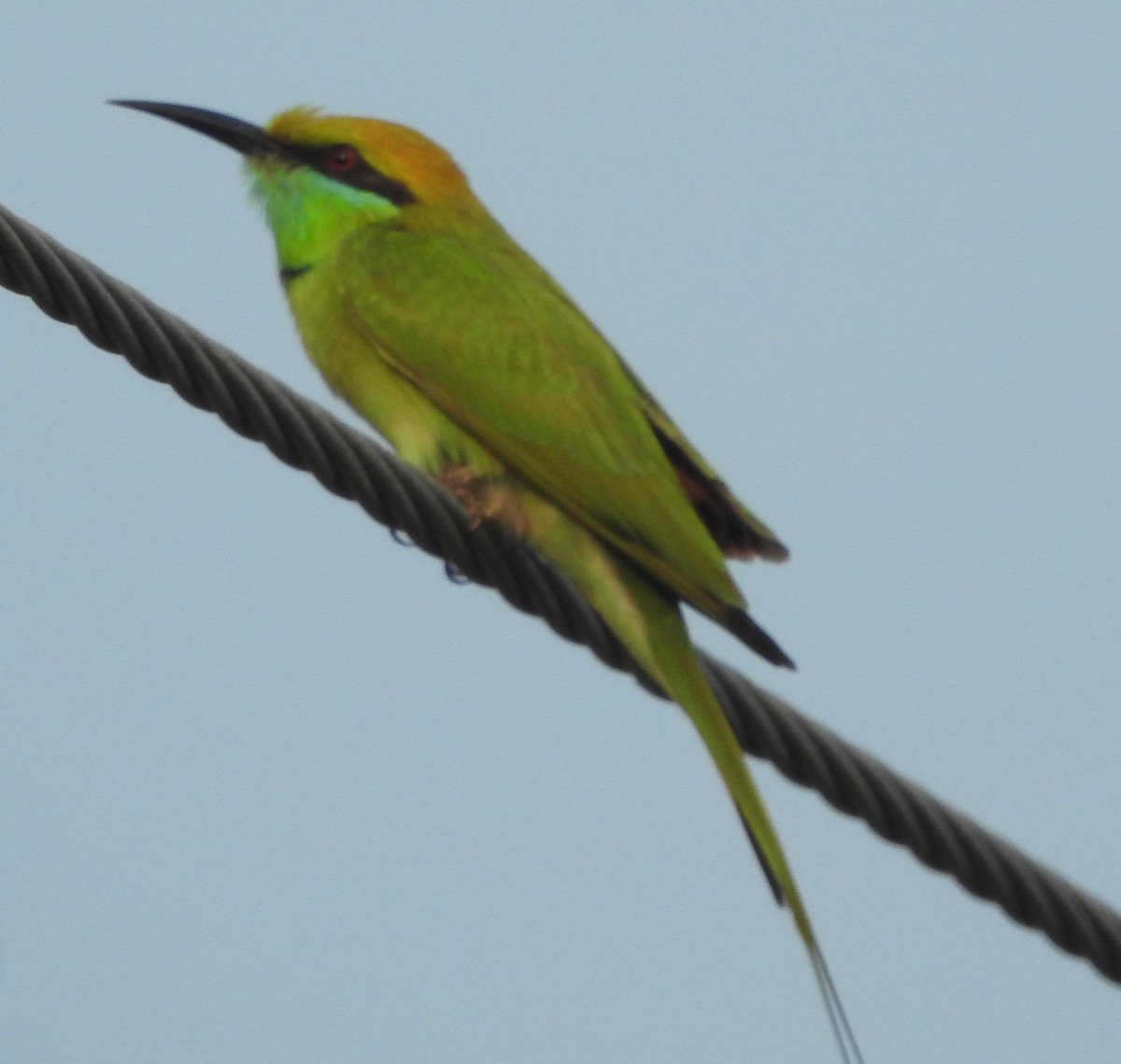 Asian Green Bee-eater - ML614475418