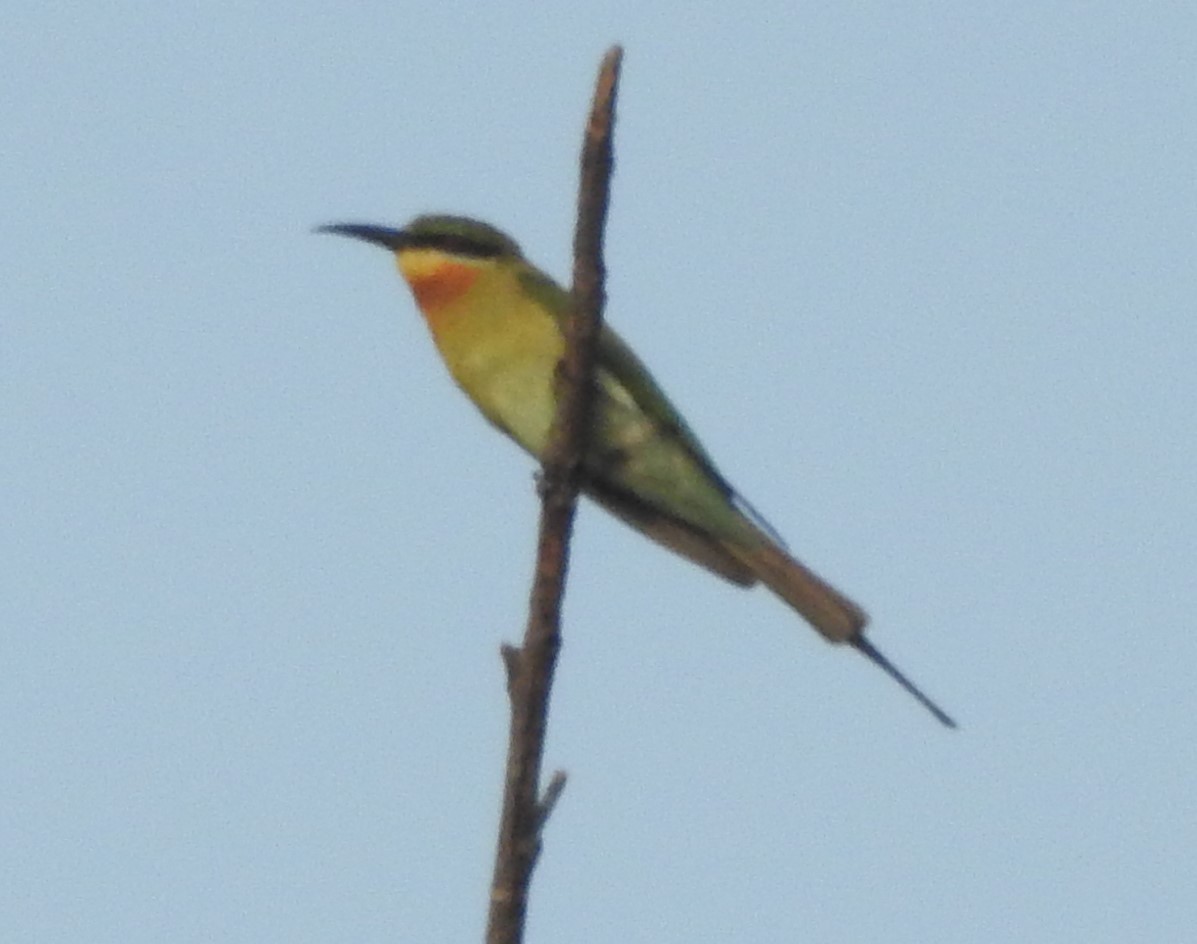 Blue-tailed Bee-eater - ML614475420