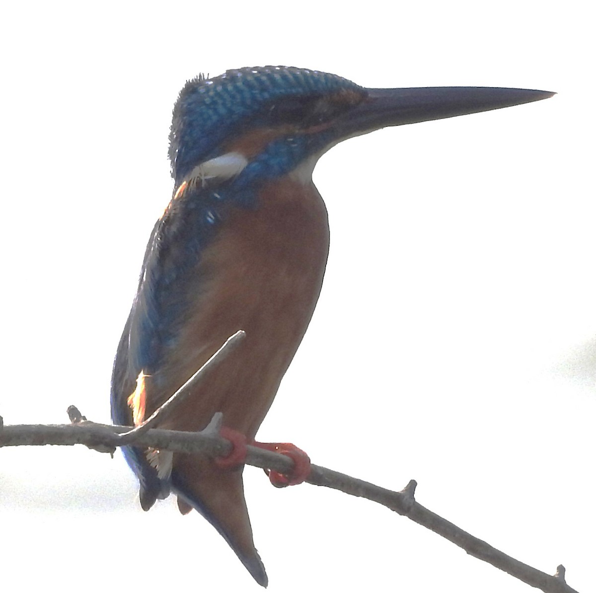 Common Kingfisher - Mohanan Choron