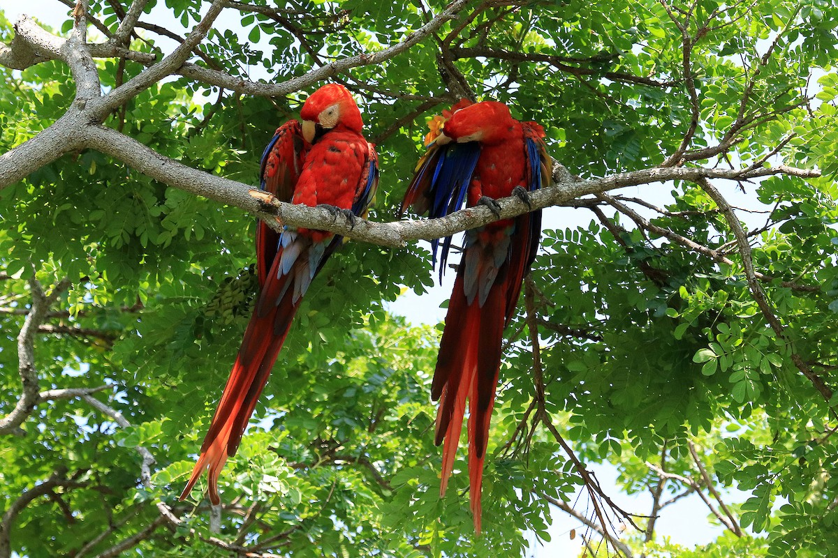 Scarlet Macaw - ML614475465