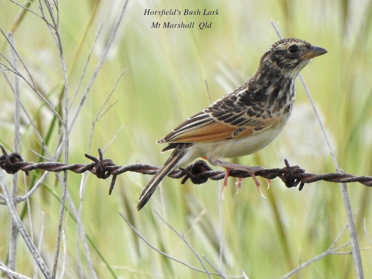 Singing Bushlark (Australasian) - ML614475791