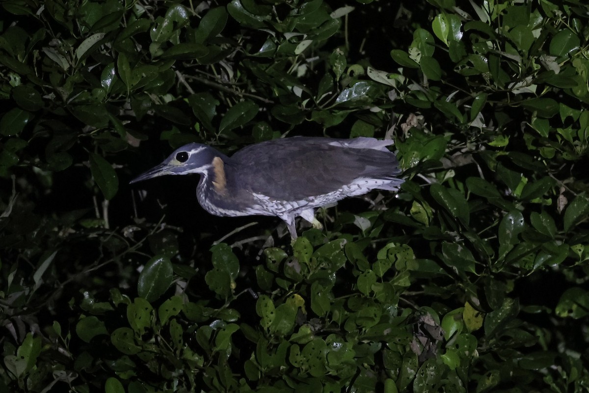 White-eared Night Heron - ML614475904