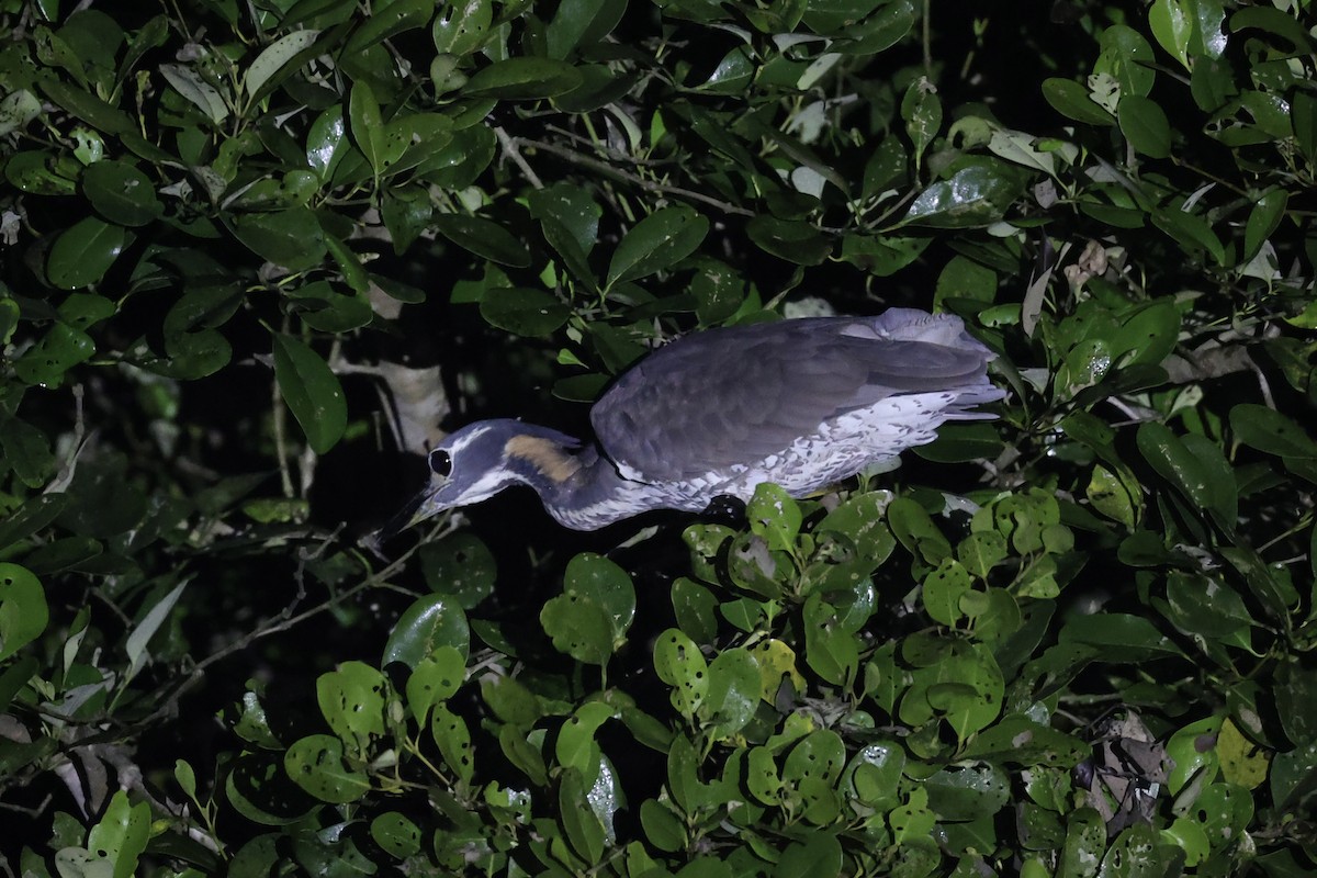 White-eared Night Heron - ML614475905