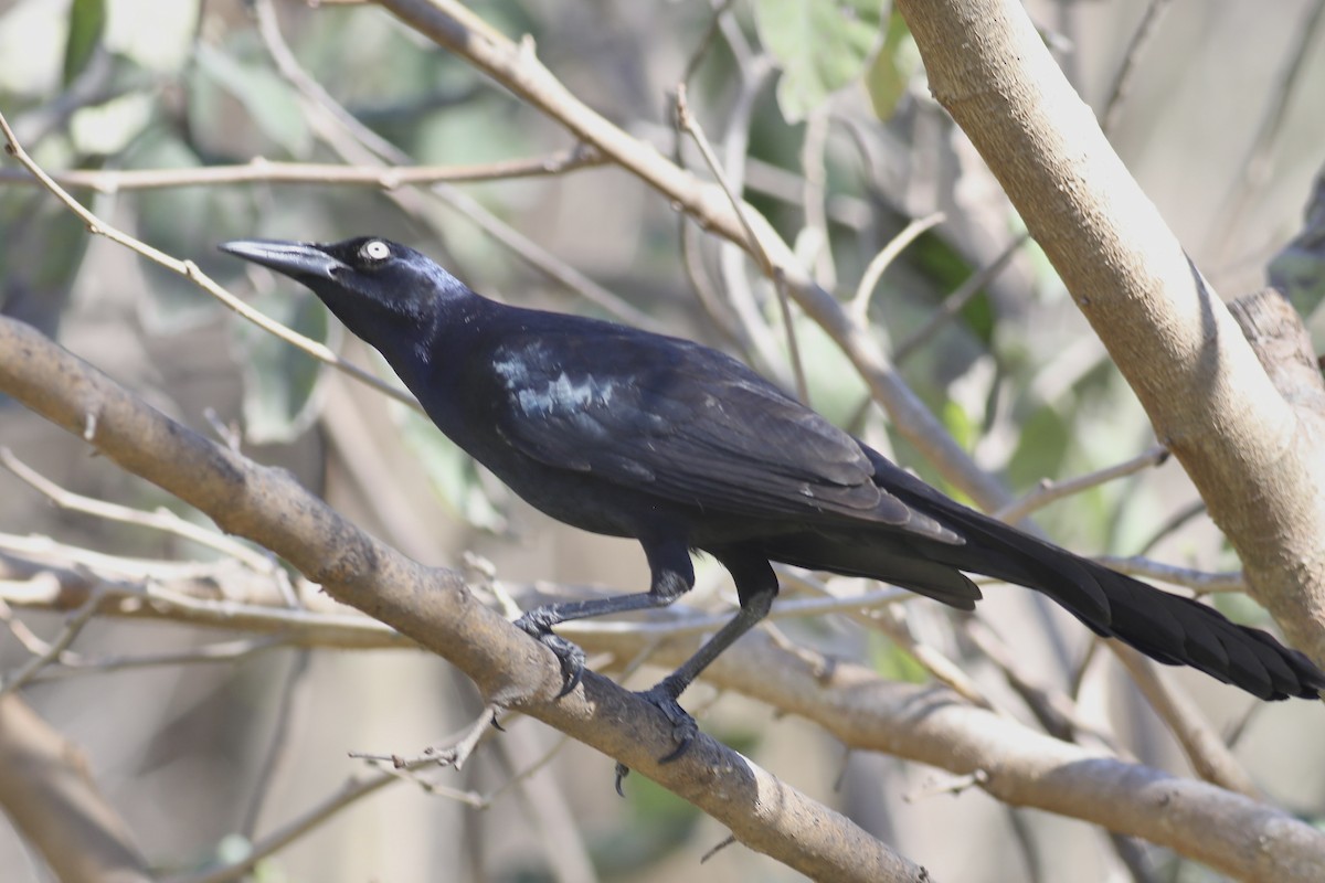 Great-tailed Grackle - ML614475943