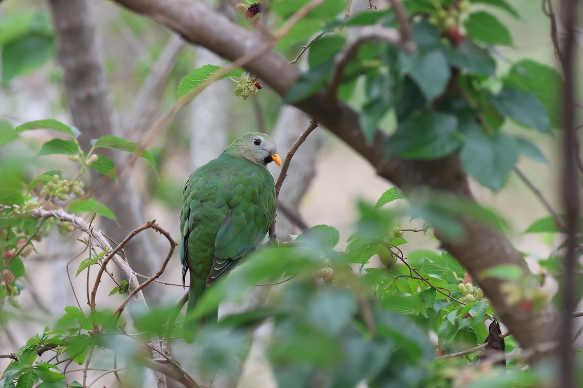 Black-chinned Fruit-Dove - Chi-Hsuan Shao