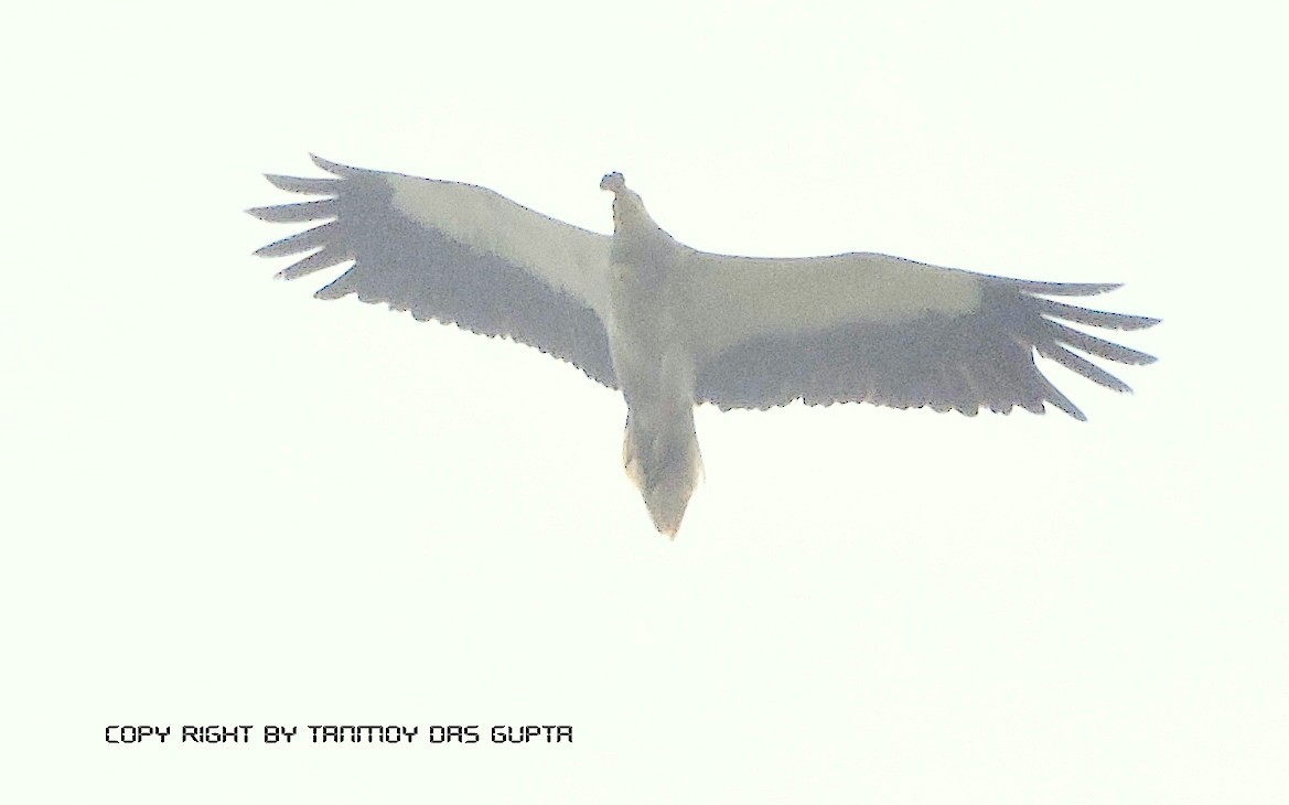 Egyptian Vulture - Tanmoy  Das Gupta