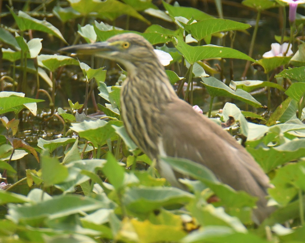 Indian Pond-Heron - Mohanan Choron