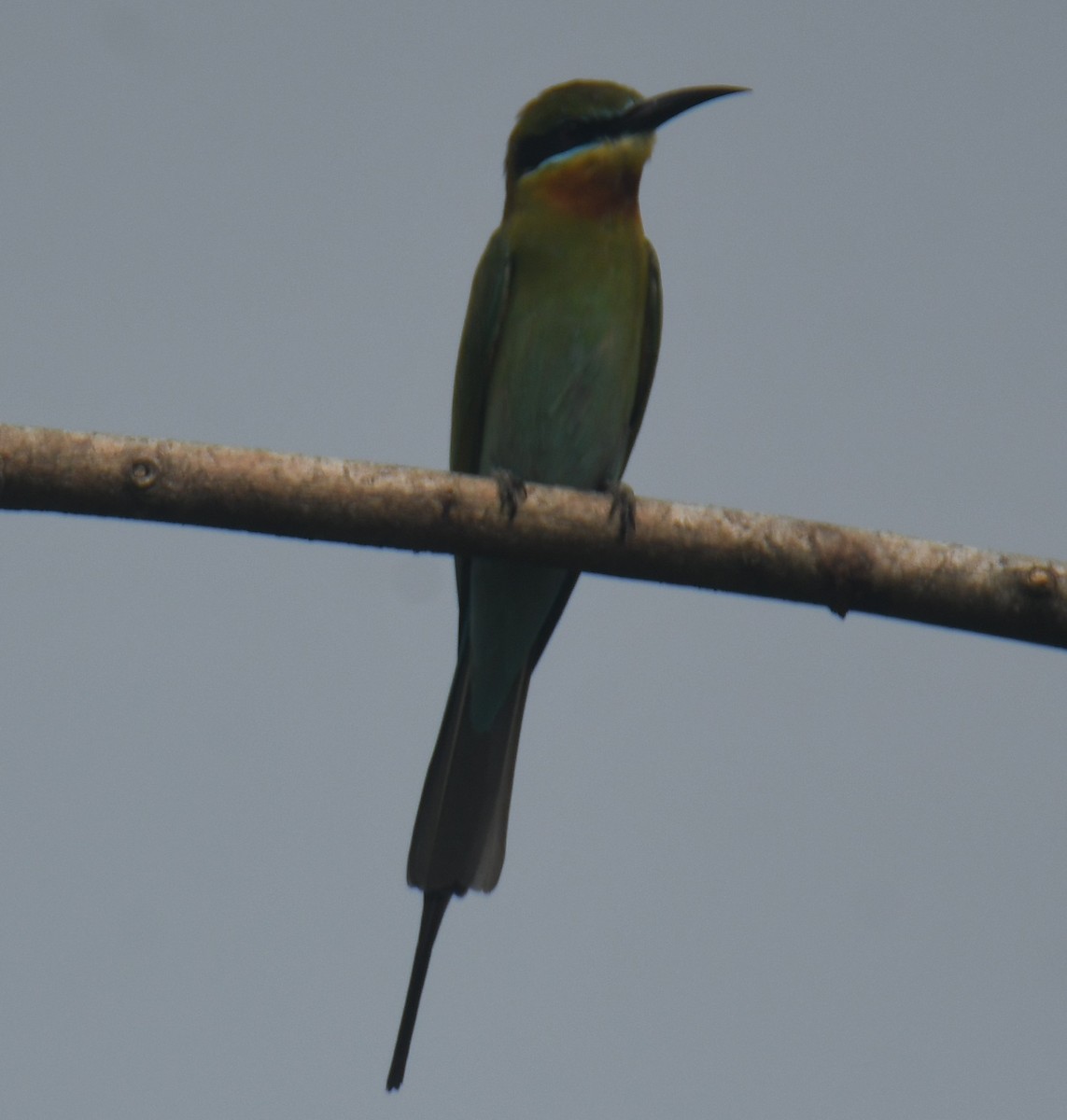 Blue-tailed Bee-eater - Mohanan Choron