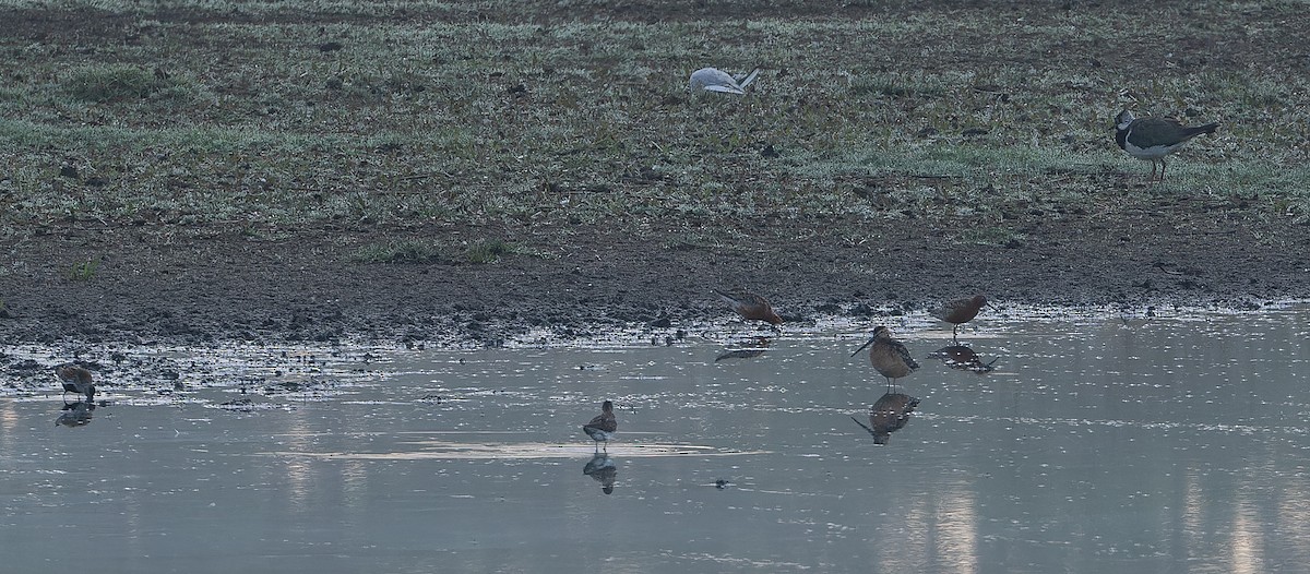 Long-billed Dowitcher - ML614476881