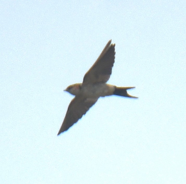 Red-rumped Swallow - ML614476892
