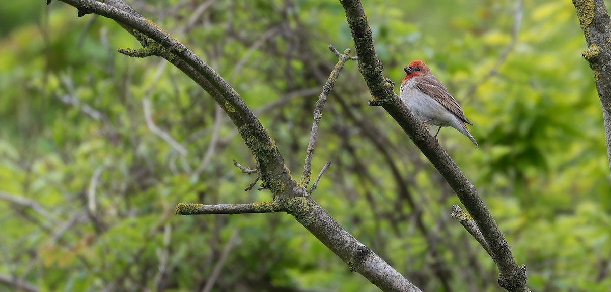 Common Rosefinch - Friedemann Arndt