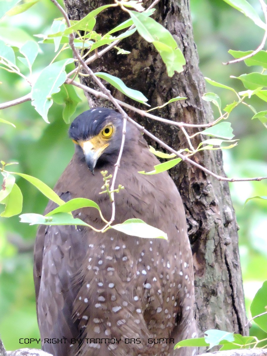 Crested Serpent-Eagle - ML61447731