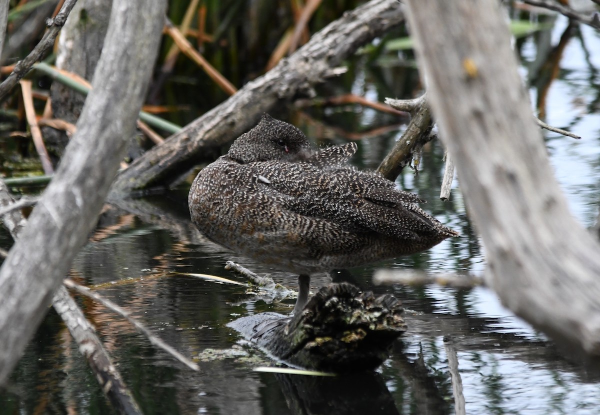 Freckled Duck - ML614477472