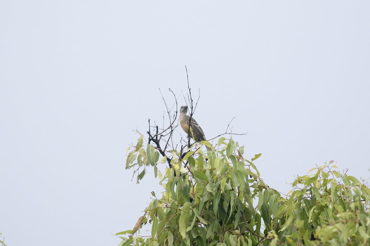 Fawn-breasted Bowerbird - ML614477502